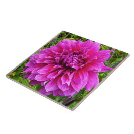 Roze Dahlia Ceramic Tile Tegeltje