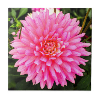 Roze Dahlia Ceramic Tile Tegeltje