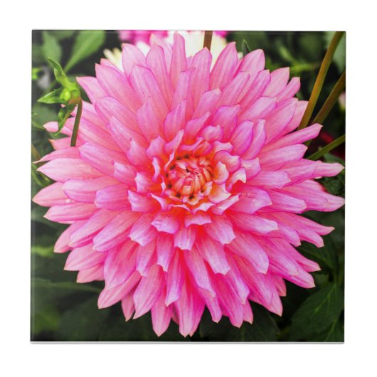 Roze Dahlia Ceramic Tile Tegeltje (Voorkant)