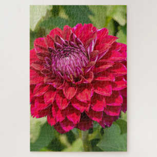 Roze Dahlia Delight: Mooie Bloemen Fotografie Legpuzzel