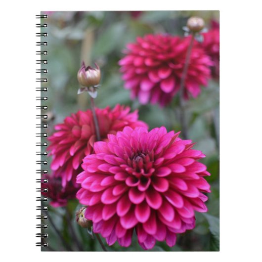 Roze Dahlia Floral Foto Notitieboek (Voorkant)