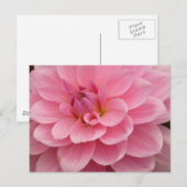 Roze Dahlia Flower Briefkaart (Voorkant / Achterkant)