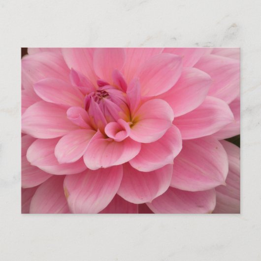 Roze Dahlia Flower Briefkaart (Voorkant)