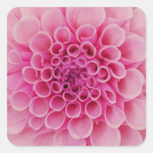 Roze Dahlia Flower Sticker