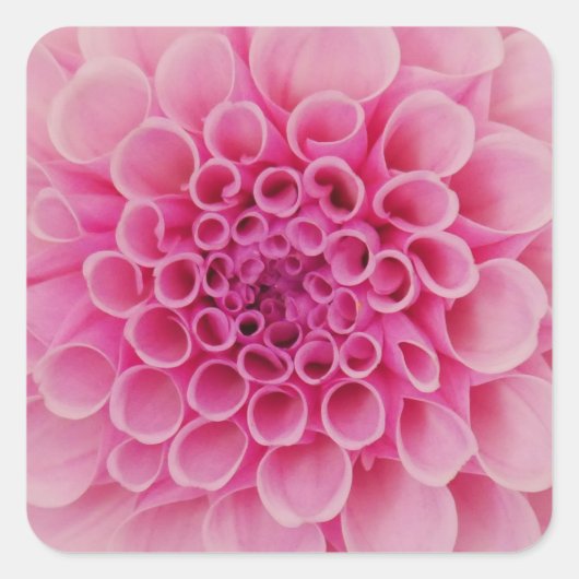 Roze Dahlia Flower Sticker (Voorkant)