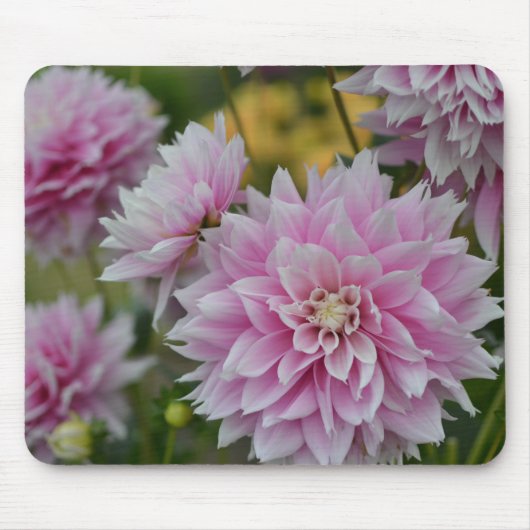 Roze Dahlia Flowers op RHS Garden Wisley Muismat (Voorkant)