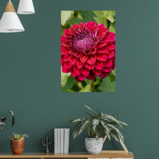 Roze Dahlia fotografie, Canadese bloem Poster (Woonkamer 1)