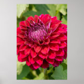 Roze Dahlia fotografie, Canadese bloem Poster (Voorkant)