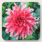 Roze Dahlia fotografie, Canadese schoonheid Bier Onderzetter (Voorkant)