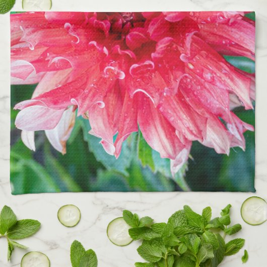 Roze Dahlia fotografie, Canadese schoonheid Theedoek (Gevouwen)