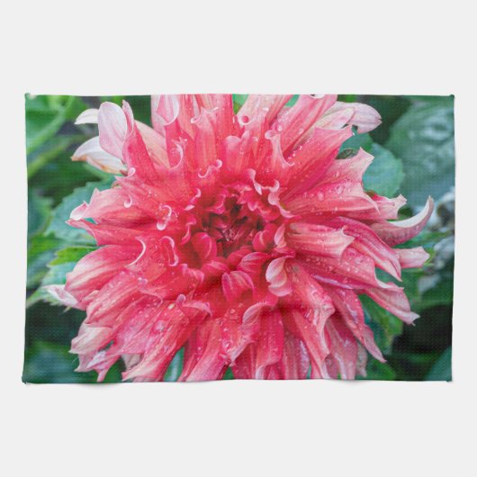 Roze Dahlia fotografie, Canadese schoonheid Theedoek (Horizontaal)