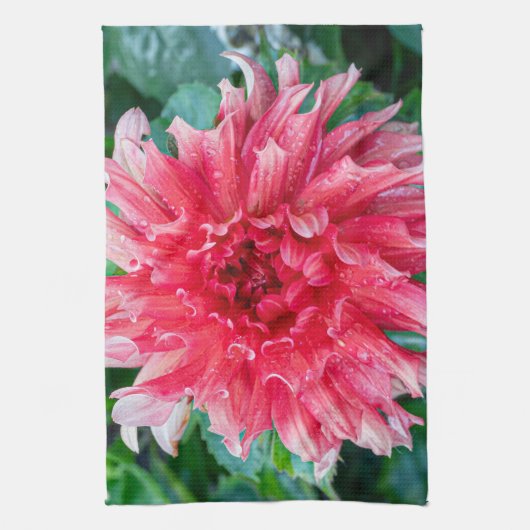 Roze Dahlia fotografie, Canadese schoonheid Theedoek (Verticaal)