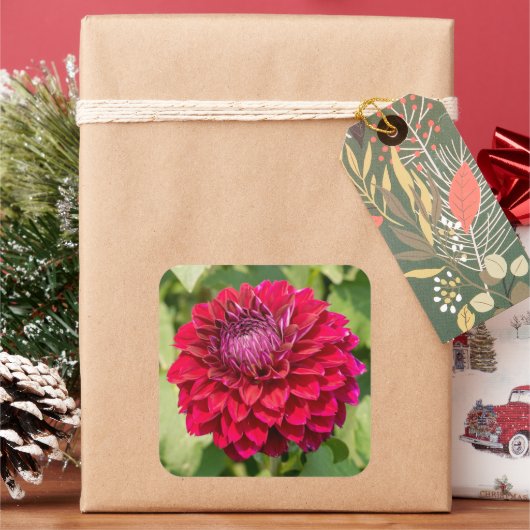 Roze Dahlia in Bloei Vierkante Sticker (Feestdagen)