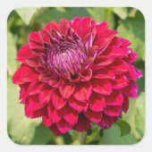 Roze Dahlia in Bloei Vierkante Sticker (Voorkant)