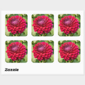 Roze Dahlia in Bloei Vierkante Sticker (Vel)