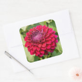 Roze Dahlia in Bloei Vierkante Sticker (Envelop)