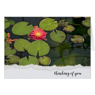 Roze Dahlia in Lily Pads