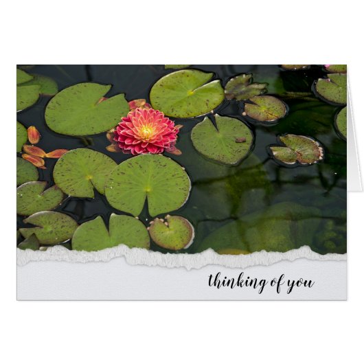 Roze Dahlia in Lily Pads (Voorkant Horizontaal)