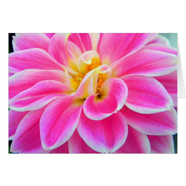 Roze Dahlia-kaart (Voorkant Horizontaal)