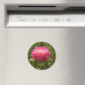 Roze Dahlia-Magnet Magneet (Insitu (Vaatwasser))