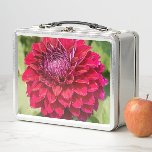 Roze Dahlia, mooie bloem fotografie (In situ)