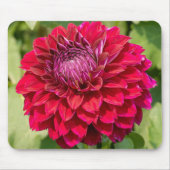 Roze Dahlia, mooie bloem fotografie Muismat (Voorkant)