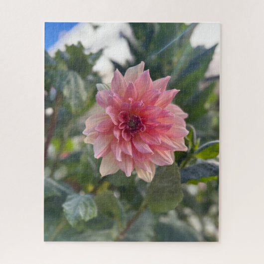 Roze Dahlia, Palo Alto Legpuzzel (Verticaal)