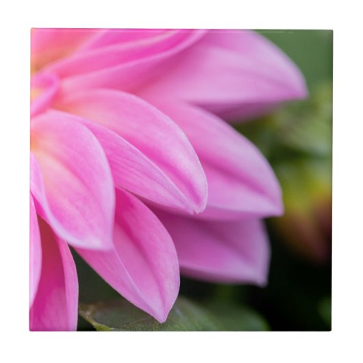 Roze Dahlia Petals Tegeltje (Voorkant)