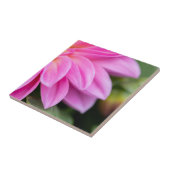 Roze Dahlia Petals Tegeltje (Zijkant)