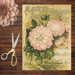 Roze Dahlia Vintage 1894 Bloemenzaden Catalogus Tissuepapier