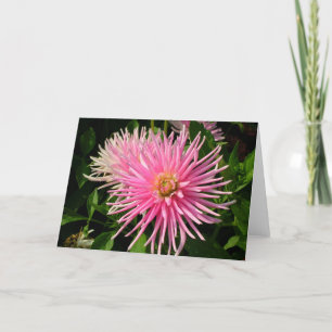 Roze Dahlias Kaart