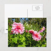 Roze Dahlias (Otto's Thrill) Briefkaart (Voorkant / Achterkant)