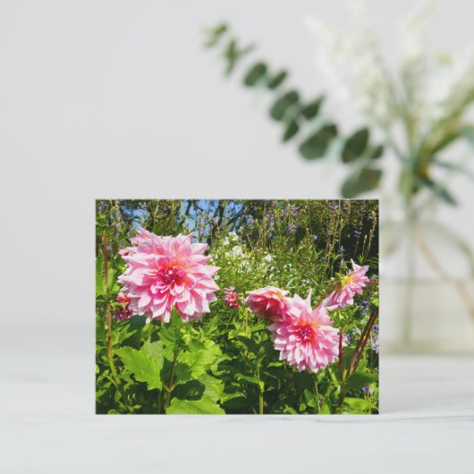 Roze Dahlias (Otto's Thrill) Briefkaart (Staand voorkant)