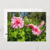 Roze Dahlias (Otto's Thrill) Briefkaart (Voorkant / Achterkant)