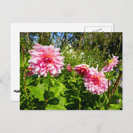 Roze Dahlias (Otto's Thrill) Briefkaart (Voorkant / Achterkant)
