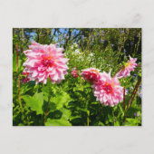 Roze Dahlias (Otto's Thrill) Briefkaart (Voorkant)