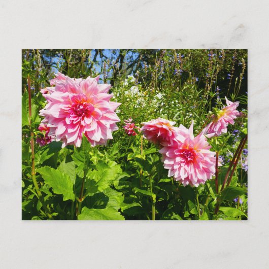 Roze Dahlias (Otto's Thrill) Briefkaart (Voorkant)