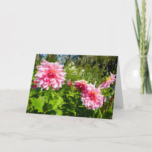 Roze Dahlias (Otto's Thrill) Kaart