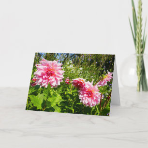 Roze Dahlias (Otto's Thrill) Kaart