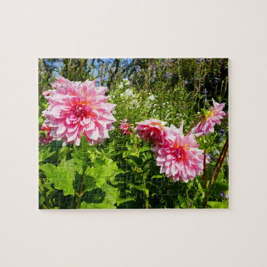 Roze Dahlias (Otto's Thrill) Legpuzzel (Horizontaal)