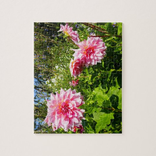 Roze Dahlias (Otto's Thrill) Legpuzzel (Verticaal)