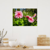 Roze Dahlias (Otto's Thrill) Poster (Keuken)