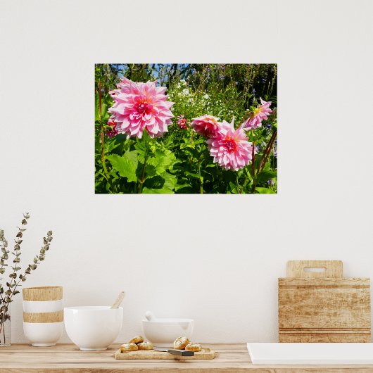 Roze Dahlias (Otto's Thrill) Poster (Keuken)
