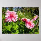 Roze Dahlias (Otto's Thrill) Poster (Voorkant)