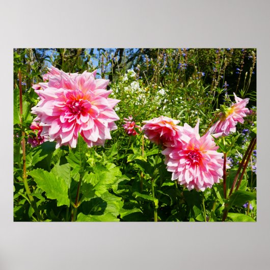 Roze Dahlias (Otto's Thrill) Poster (Voorkant)