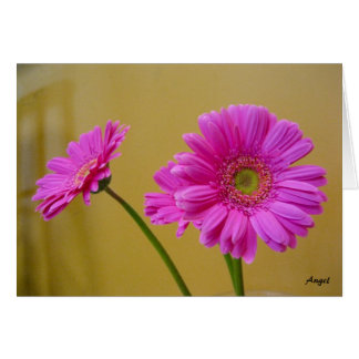 Roze Daisies