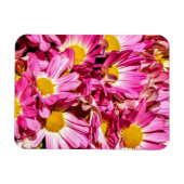 Roze Daisies Magneet (Horizontaal)