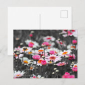 Roze Daisies: Roze Bloem Kleur Splash Foto Briefkaart (Voorkant / Achterkant)