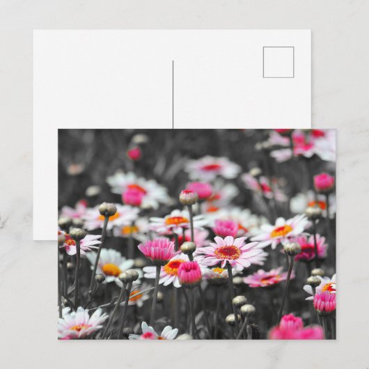 Roze Daisies: Roze Bloem Kleur Splash Foto Briefkaart (Voorkant / Achterkant)