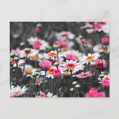 Roze Daisies: Roze Bloem Kleur Splash Foto Briefkaart (Voorkant)